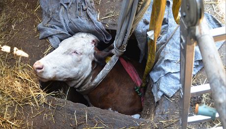 Kráva spadla ve stáji do kanalizaní jímky s otvorem zhruba metr krát metr.
