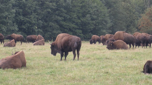 Dospl samec bizona dorst vhy a jedn tuny.