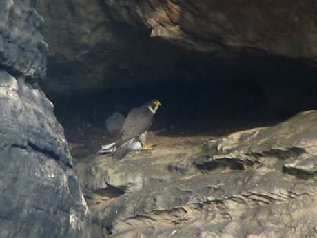 Ornitolog zachytil unikátní zábry z Chrámových stn. Samice sokola je u mláat...