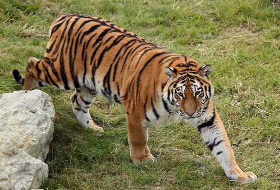 Novým tahákem v Zoo Ohrada je tygr ussurijský, kterého na jih ech pivezli...
