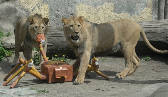Napoleon s Bartem, lví brati z olomoucké zoologické zahrady, se pesthovali...