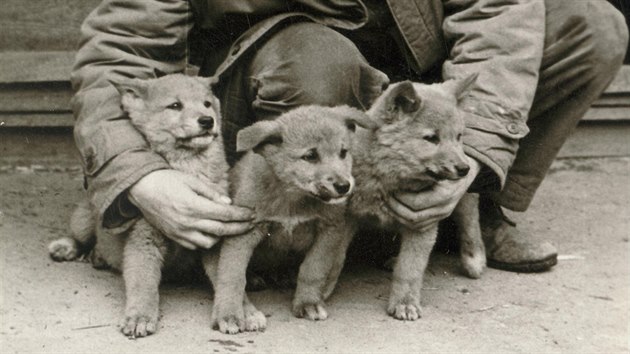 Psy dingo chovala Zoo Ohrada piblin od roku 1970 do roku 1980 v malm vbhu, kde nyn ij rysi.