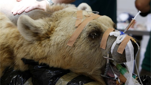 Tm izraelskch veterin provedl operaci devatenctiletho medvda hndho. Vyhezl plotnka zpsobovala jeho postupn ochrnut (7. 5. 2014).