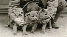 Psy dingo chovala Zoo Ohrada piblin od roku 1970 do roku 1980 v malém...