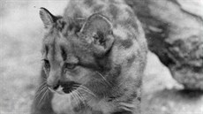 Mlád pumy americké. Pumy Zoo Ohrada chovala od zaátku 70. let do roku 1992.