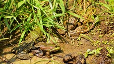 Skokani zelení svých skřehotáním vytvářejí při procházce mezi Opičími ostrovy... Skokani zelení svých skřehotáním vytvářejí při procházce mezi Opičími ostrovy...
