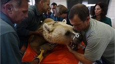 Tým izraelských veteriná provedl operaci devatenáctiletého medvda hndého.