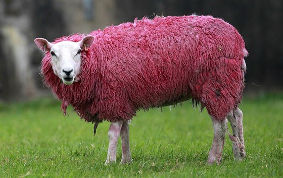 Rová oveka coby pipomínka startu Giro d' Italia v Irsku.