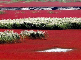 Red Beach (ervená plá), delta Liao-che, ína. ervená plá se rozkládá v...