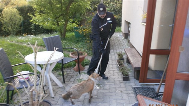 Liku strnci chytili na zahrad rodinnho domku.