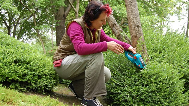 Kdo tou po japonsk zahrad, tvarovn devin se nevyhne. V tomto ppad jde o zimolez leskl (Lonicera nitida).