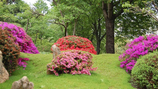 Vraznm prvkem japonskch zahrad jsou rododendrony a azalky, kter na jae krsn kvetou. 