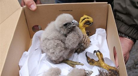 Mláata sokola sthovavého odebraná z hnízda. Vpravo ostatky ulovené samice.