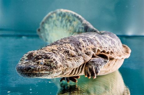 Velemlokrium obvaj i odrostl mlata, kter picestovala do Zoo Praha ped...