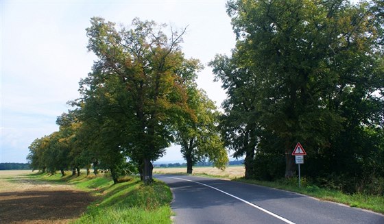 Lipová alej u Uherského Ostrohu.