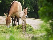 V praské zoologické zahrad bhem posledního týdne pila na svt dv híbata...