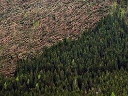 Vichice polámala desítky tisíc strom ve Vysokých Tatrách na Slovensku. Snímek...
