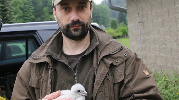 Zoolog Marek Klitsch s jednm ze zachrnnch sokolch mlat.