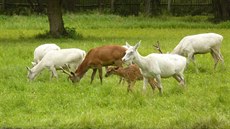 V oboe zámku leby na Kutnohorsku je mono spatit oboru vzácných bílých jelen