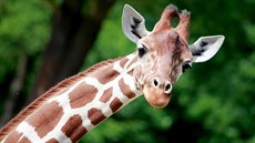 Žirafí samice Tabita z brněnské zoo zvítězila v hlasování o nej žirafu českých... Žirafí samice Tabita z brněnské zoo zvítězila v hlasování o nej žirafu českých...