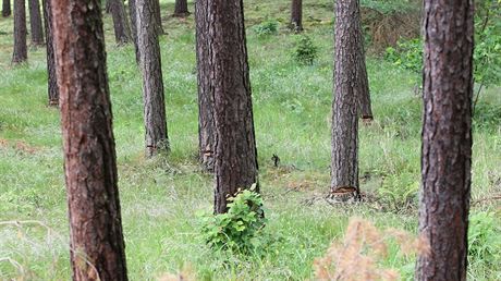 Proitní jednoho hektaru Boího lesa vyjde podle mluví beclavské radnice na sto tisíc korun. Ilustraní snímek