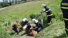 Hasii zachránili ve Studénce klisnu, která se topila ve strouze. (31. kvtna...