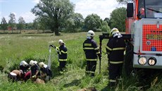 Hasii zachránili ve Studénce klisnu, která se topila ve strouze. (31. kvtna...