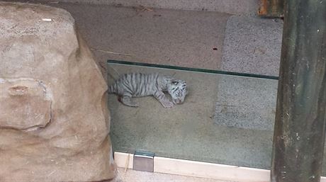 První fotografie narozeného tygra poídili pracovníci zoo mobilním telefonem.