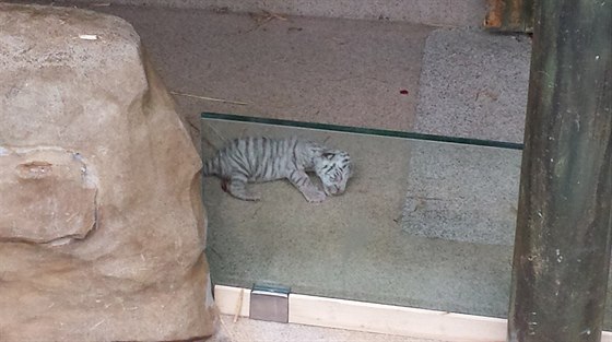 První fotografie narozeného tygra poídili pracovníci zoo mobilním telefonem.