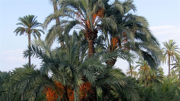 Elche, palmov hj ve mst (Costa Blanca)