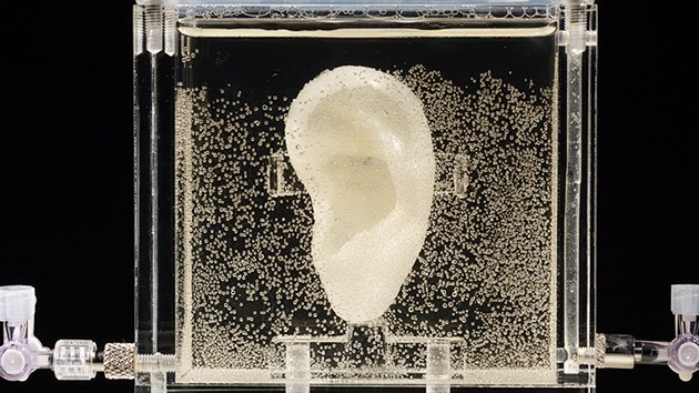 Umlkyn Diemut Strebe vytvoila van Goghovo ucho z DNA jeho pbuznch.