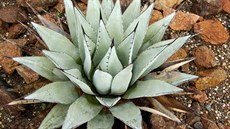 Agave neomexikana