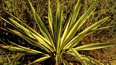 Yucca filamentosa