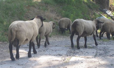 Jedenáct ovcí se ve stedu ráno procházelo v Papírenské ulici v Praze 6.