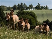 Kon Pevalskho chov Zoo Praha nejen v prask Troji, ale i v aklimatizan...