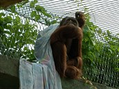 Orangutani rzn obleen nebo lon prdlo pmo zbouj, protoe se do nj...