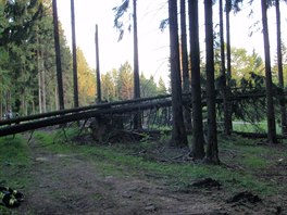 Nedaleko Valask Senice zabil strom lesnka. (10. ervna 2014).