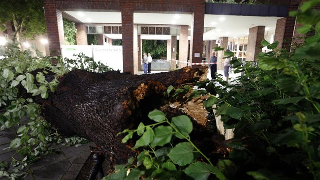 Vyvrcen stromy ped vchodem nemocnice v nmeckm Dortmundu. (10. ervna 2014)