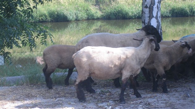 Jedenct ovc se ve stedu rno prochzelo v Paprensk ulici na Praze 6.