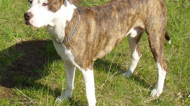 Americký pitbulteriér Americký pitbulteriér