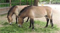 V anglickém parku kolem zámku ve Slatianech objevíte výbhy koní Pevalského