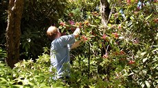 ez rododendron je ideální v ervnu, kdy u vtina druh odkvétá. Nové výhony...