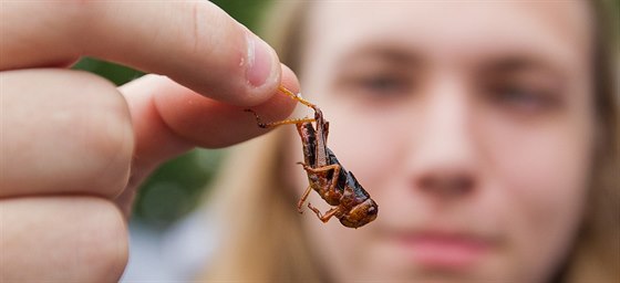 Návtvnící dávali do svých úst rzné druhy hmyzu.