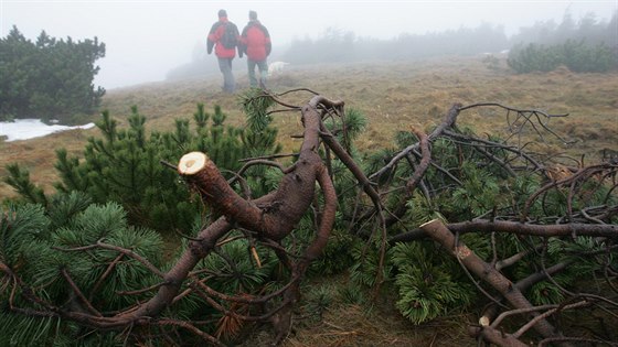 Ochranái v Jeseníkách u delí dobu prosazují vykácení klee (snímek z roku 2009 a kácení v oblasti vrcholu Keprníku). V ervenci pijde na adu oblast kolem Petrových kamen.