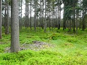 Národní přírodní rezervace Rolavská vrchoviště Národní přírodní rezervace Rolavská vrchoviště