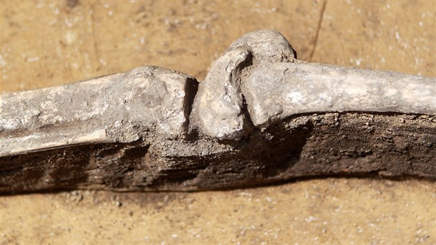 Nlez lidsk kostry na Zelnm trhu v Brn z doby bronzov. Ostatky nalezli archeologov pod vedenm Antonna Zbka.