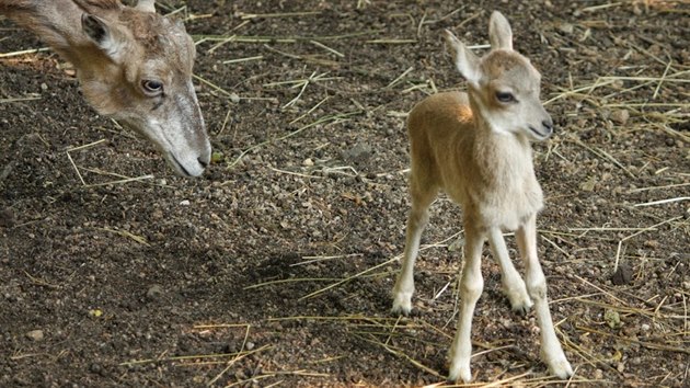 v libereck zoologick zahrad se narodilo mld ohroenho uriala bucharskho.