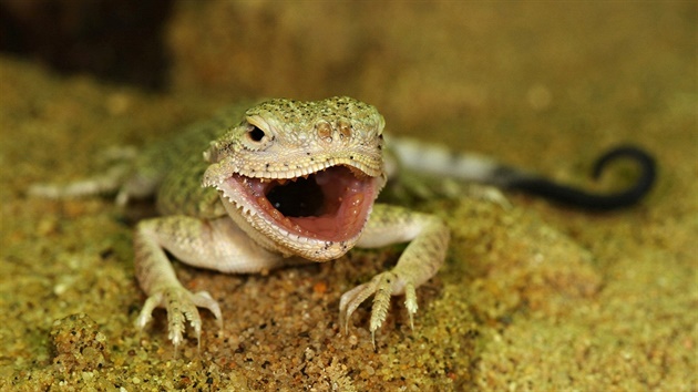 Trojsk zoologick zahrada rozmnoila i agamky psen.