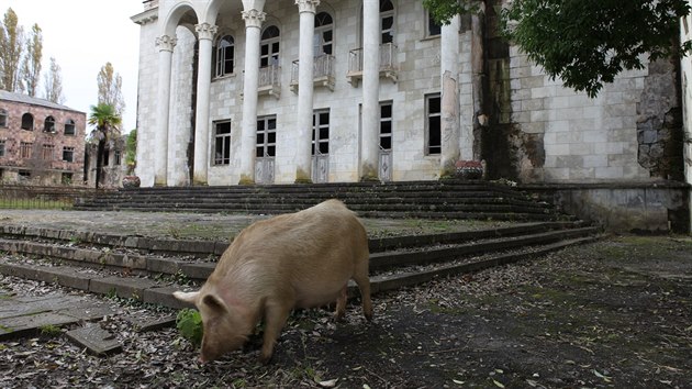 Doba sovtskho blahobytu skonila, te je na vesnici nejvtm pokladem pkn vykrmen unk.