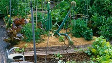 K emu pstovat vlastní zeleninu zamoenou chemií.